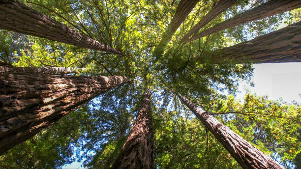 How Our Tree Care Process Works  in  Aransas Pass, TX